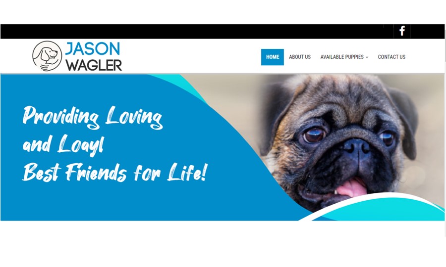 jason, wagler, dog, breeder, swebsite, jason-wagler, loogootee, in , puppy, dog, kennels, mill, puppymill, usda, 5-star, ACA, ICA, registered, show, pug, usda, 34-a-0245, 34a0245, indiana