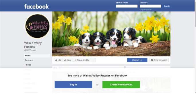 javin, raber, dog breeder, facebook, page, good, usda, 33-a-0586, 33a0586, javin-raber, dog-bree