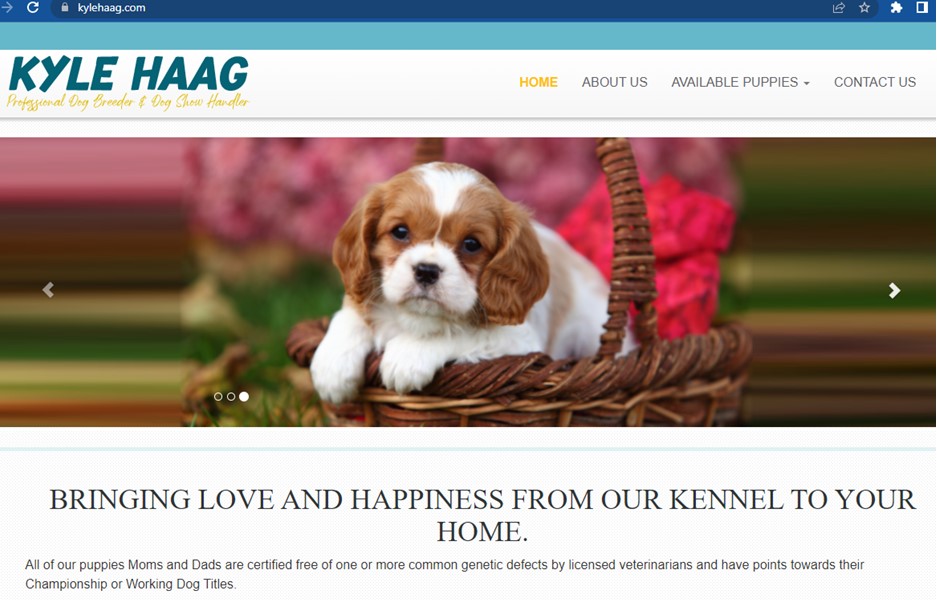 Kyle, Haag, dog, breeder, homepage, Kyle-Haag, puppy, dog-breeder, kennels, mill, puppymill, 5-star, ACA, ICA, registered, show, handler, Eden, Valley, MN, USDA, 41-A-0281