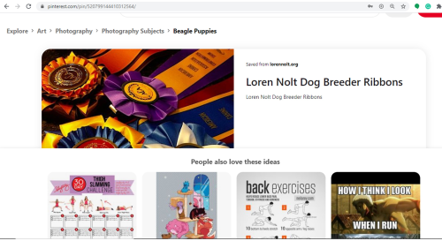 goodbreeder, loren, nolt, dog, breeder, pinterest, images, loren-nolt, dog-breeder, east, earl, pa, pennsylvania, puppy, puppies, kennels, mill, puppymill, 5-star, aca, ica, registered, show handler, pug, daschund, usda, 23-a-0523, 23a0523, licensed, inspected