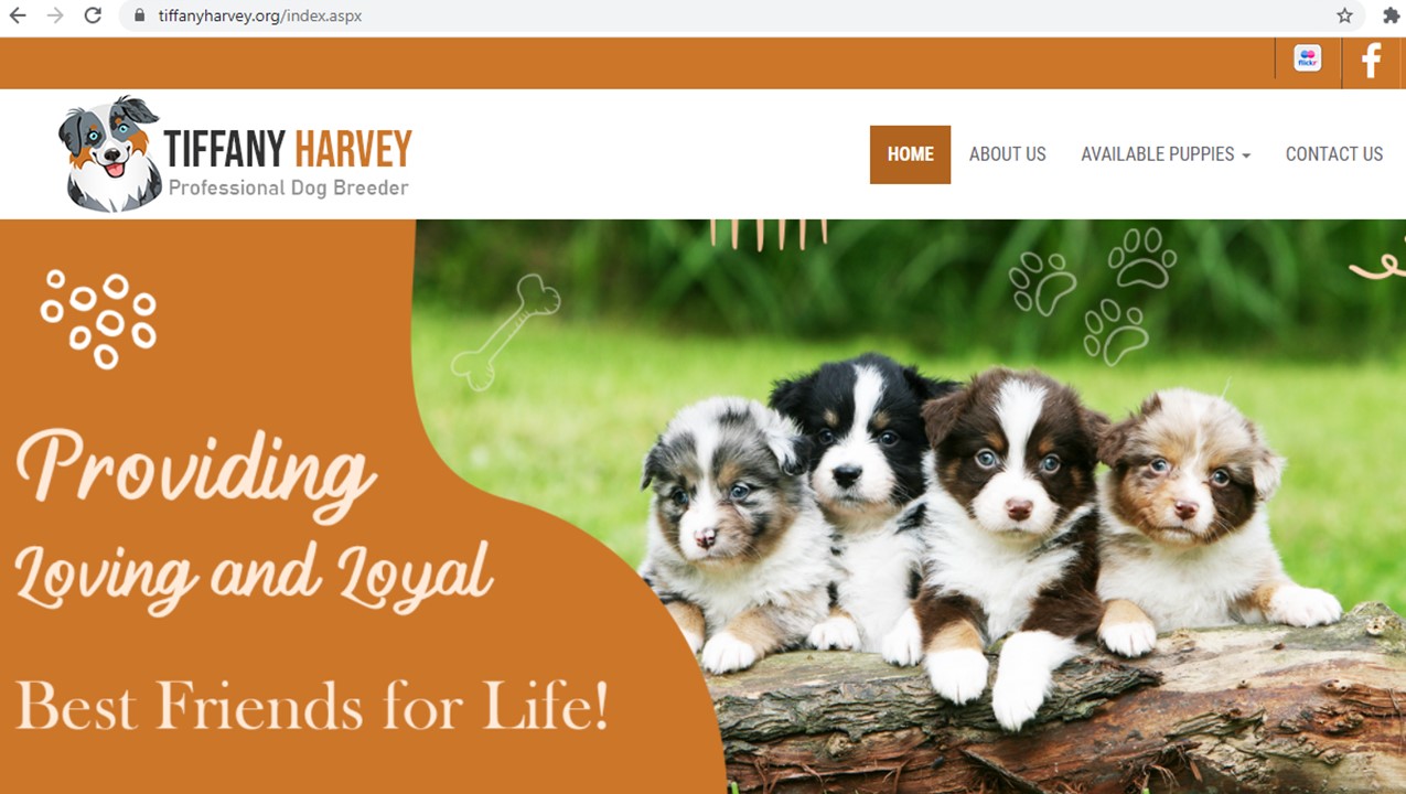 tiffany, harvey, dog, breeder, home, homepage, tiffany-harvey, dog-breeder, avery, tx, texas, aussie, australian, shepherd, mix, mini, miniature, aussiedoodles, puppy, mill, puppymill, usda, inspection, records, kennel