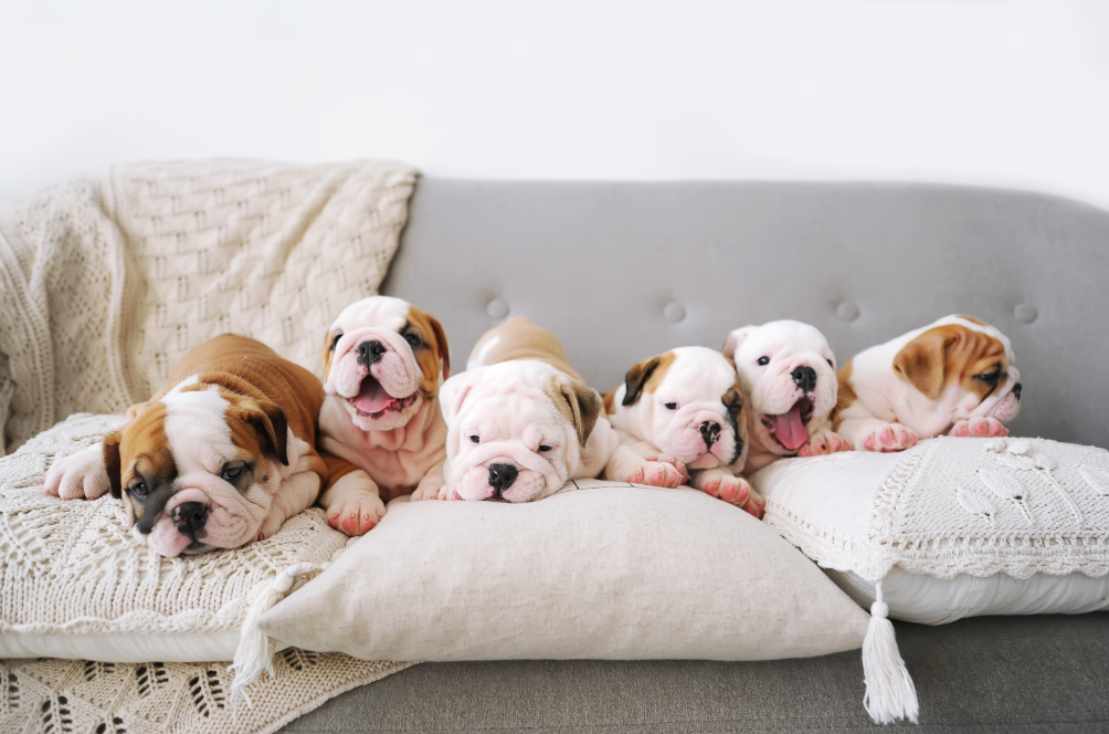 good, dog, breeder, good-breeder, dog-breeder, goodbreeder.org good, breeder, dog, dog-breeder, goodbreeder, goodbreeder.org